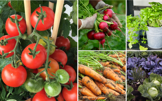 7 Tipps für gelungene Mischkultur im eigenen Gemüsebeet: KURT erklärt Euch, wie man den perfekten Gemüsegarten anlegt