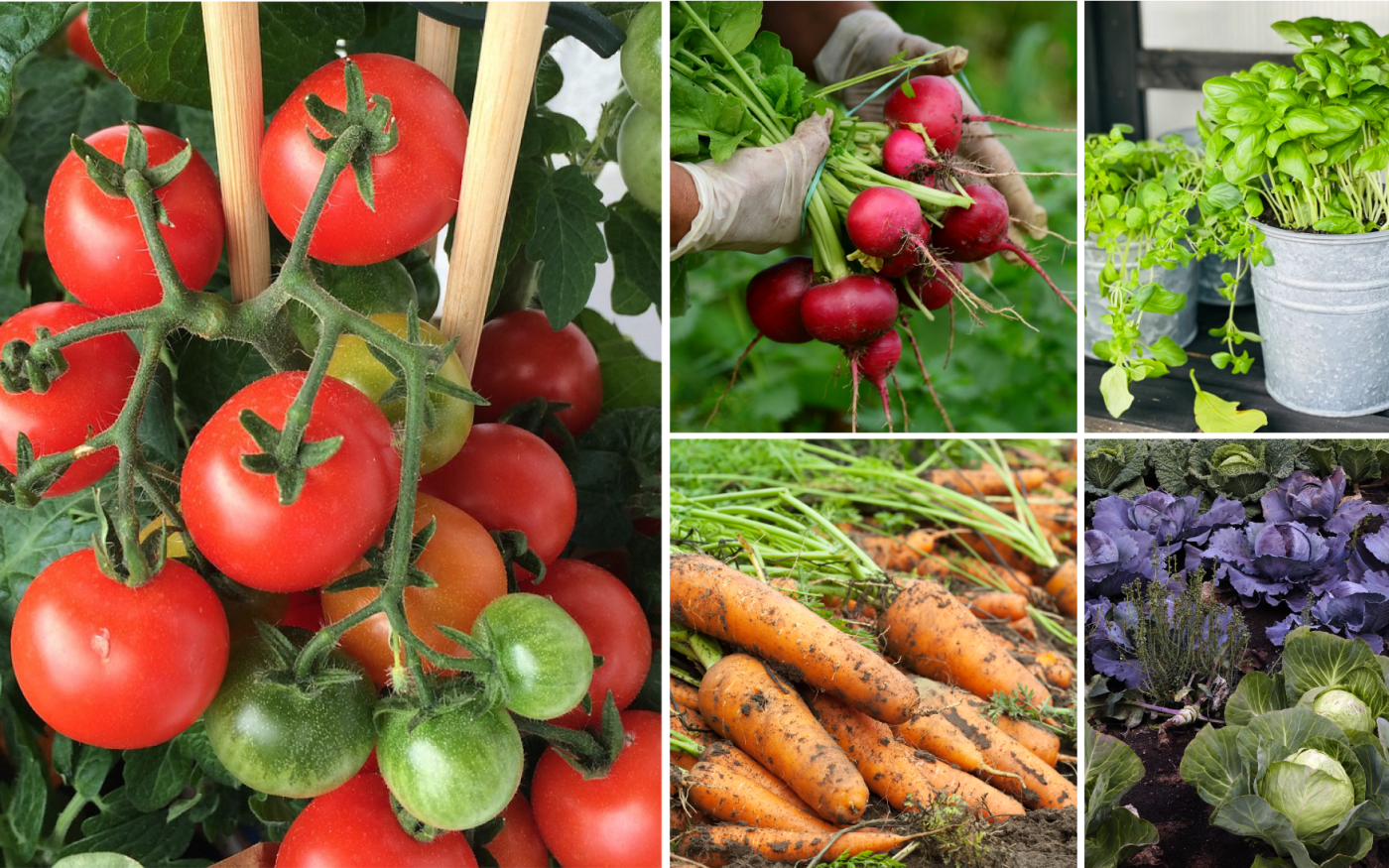 7 Tipps für gelungene Mischkultur im eigenen Gemüsebeet: KURT erklärt Euch, wie man den perfekten Gemüsegarten anlegt