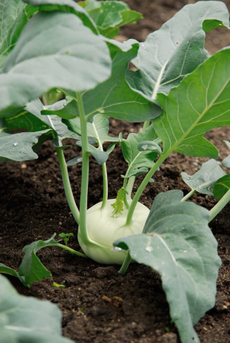 7 Tipps für gelungene Mischkultur im eigenen Gemüsebeet: KURT erklärt Euch, wie man den perfekten Gemüsegarten anlegt