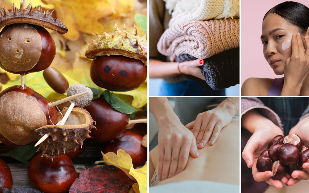 7 Tipps, um wirklich alles aus der Kastanie rauszuholen: Überall liegt sie verstreut - So bringt sie Euch durch den Herbst