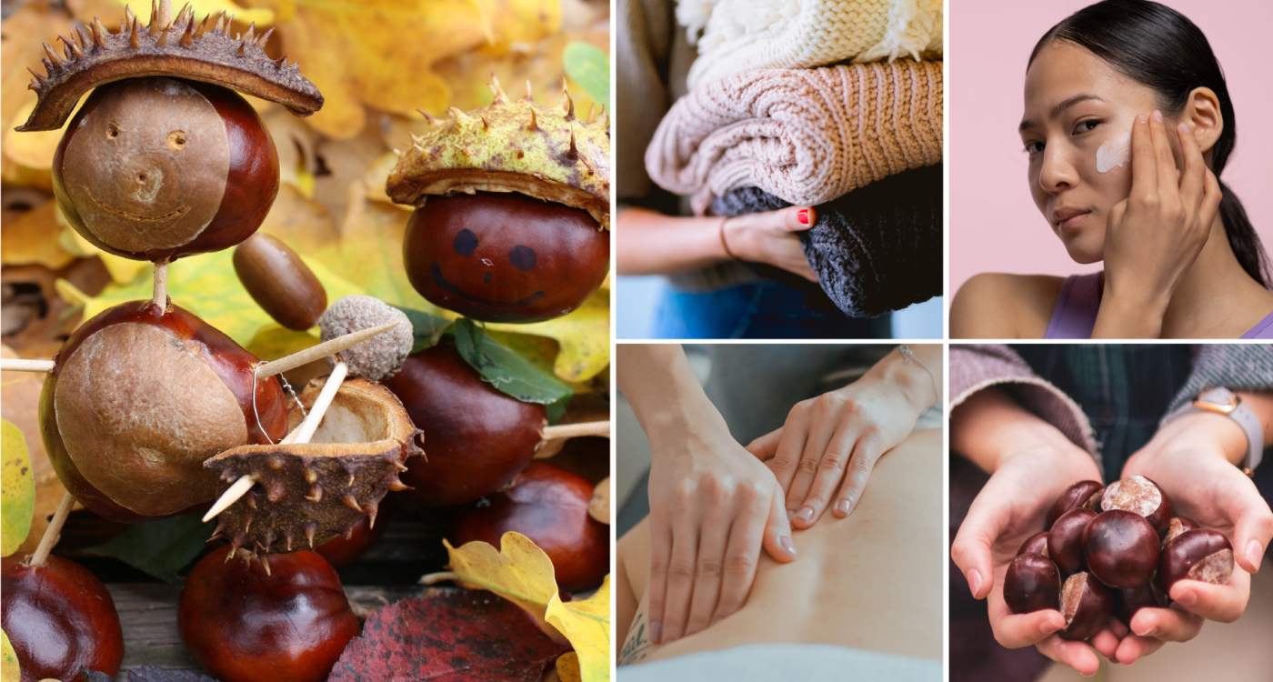 7 Tipps, um wirklich alles aus der Kastanie rauszuholen: Überall liegt sie verstreut - So bringt sie Euch durch den Herbst