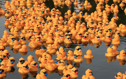 Auf geht's, Ente, schwimmen und siegen – Zu Gifhorns Altstadtfest kehrt das Entenrennen zurück – Verkauf der Patenscheine hat bereits begonnen