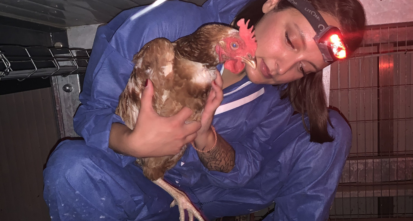 Bok, Bok, Bock auf ein neues Zuhause: Gifhorner Tierschutzverein Stark für Tiere sucht dringend Lebensplätze für 3000 Hennen