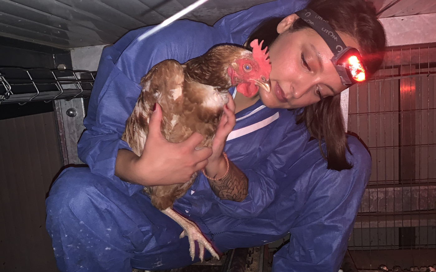 Bok, Bok, Bock auf ein neues Zuhause: Gifhorner Tierschutzverein Stark für Tiere sucht dringend Lebensplätze für 3000 Hennen