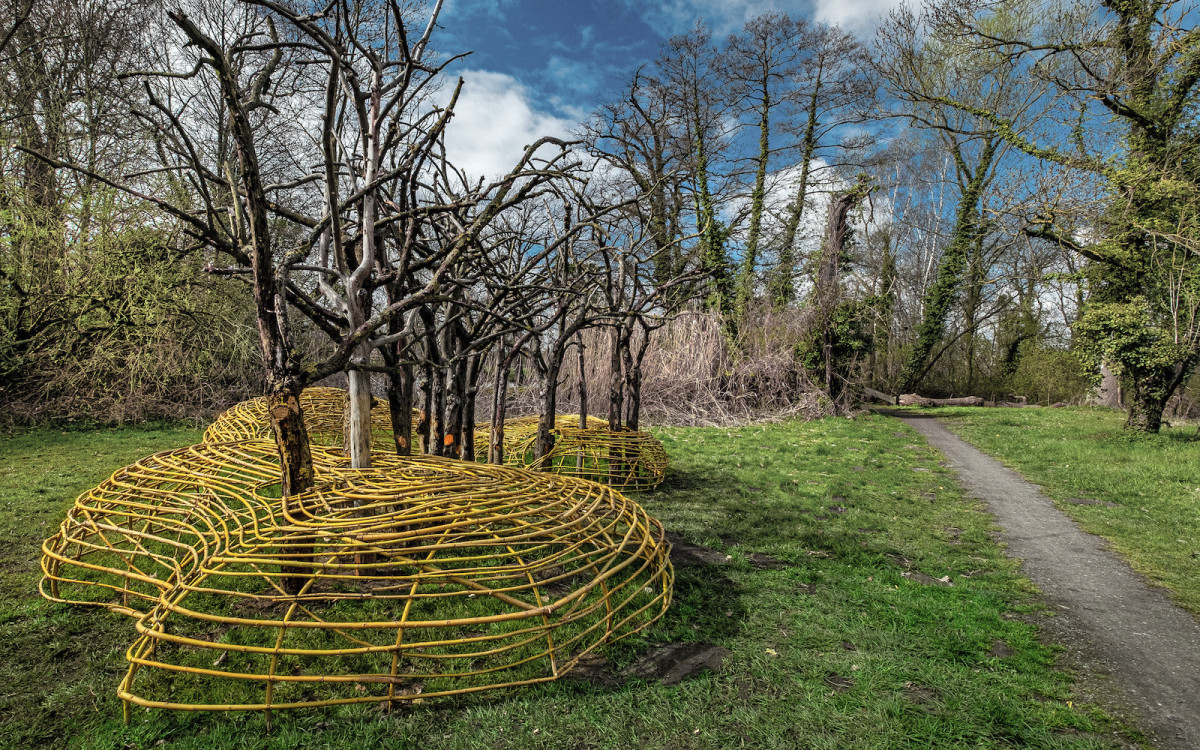 Der letzte Auftritt der Apfelbäume in Meinersen