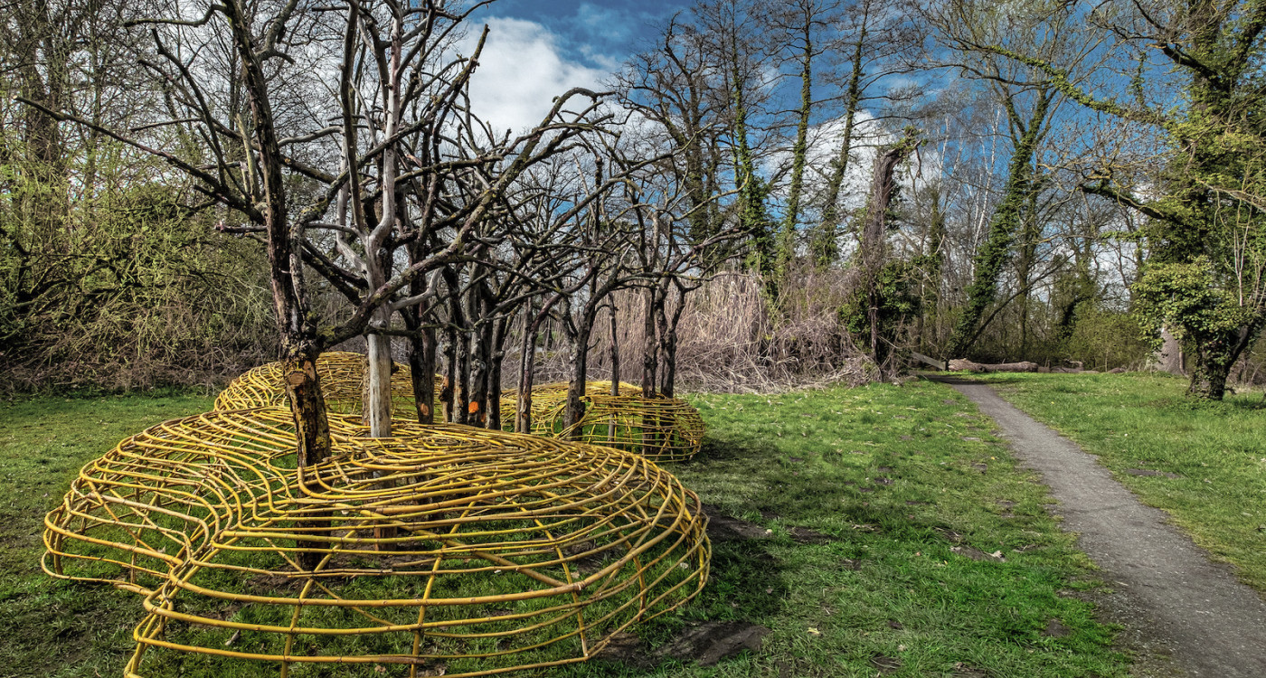 Der letzte Auftritt der Apfelbäume in Meinersen