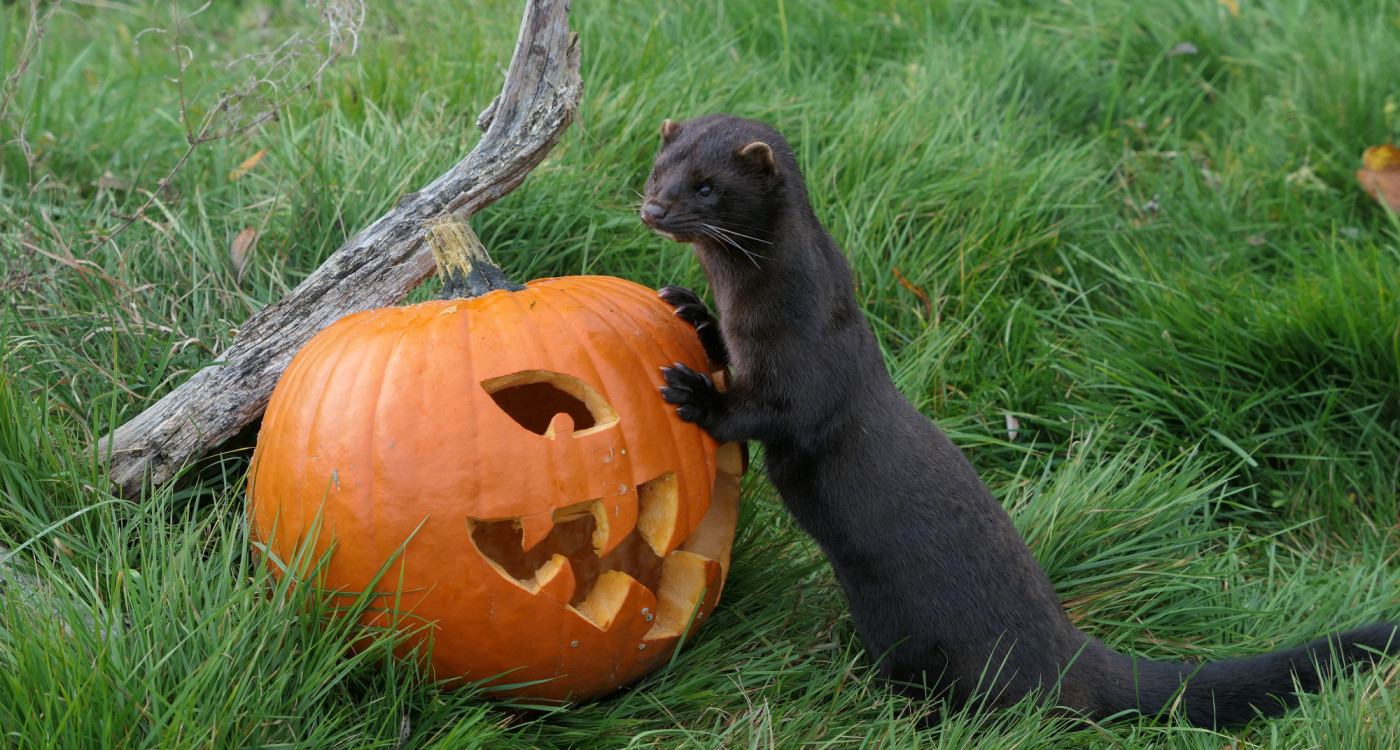 Drei Tage Spuk im Otter-Zentrum Hankensbüttel