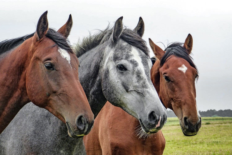 E-Horse, leg einen Zahn zu: 7 Fahrzeuge, die uns in Zukunft von A nach B bringen