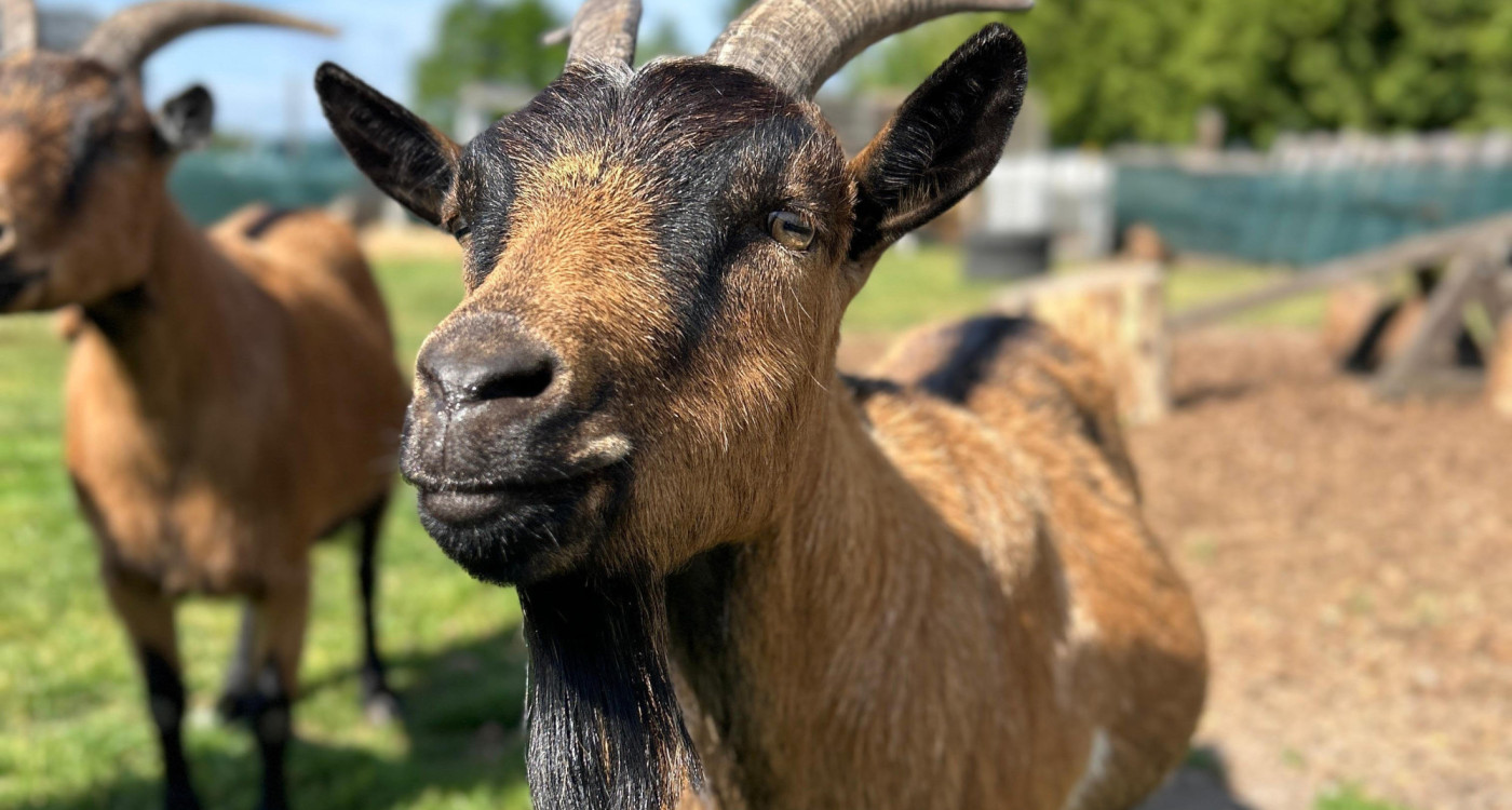 Ein großes Herz für Tier und Mensch: Der Gifhorner Verein Pfötchenglück organisiert Pflege, Tafel und Patenschaften
