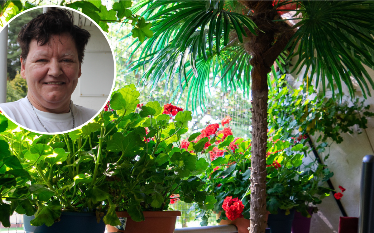 Eine Zwei-Meter-Palme und stehende Geranien - Stefanie Buse hütet ihre Balkon-Schätze wie eine Ente ihre Küken