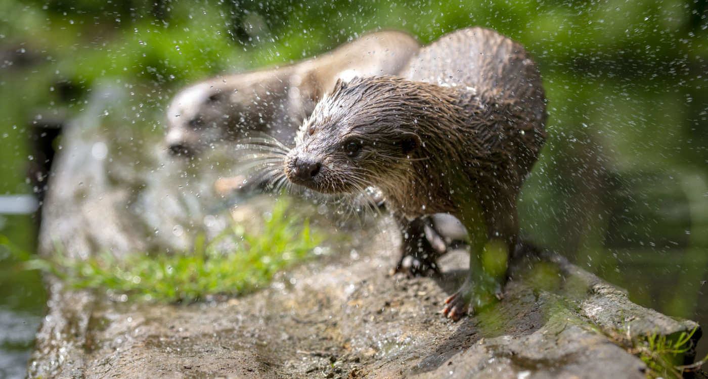 Erleben und Staunen im Otter-Zentrum in Hankensbüttel: Das Naturerlebniszentrum startet am 1. Februar aus der Winterpause in seine neue Saison
