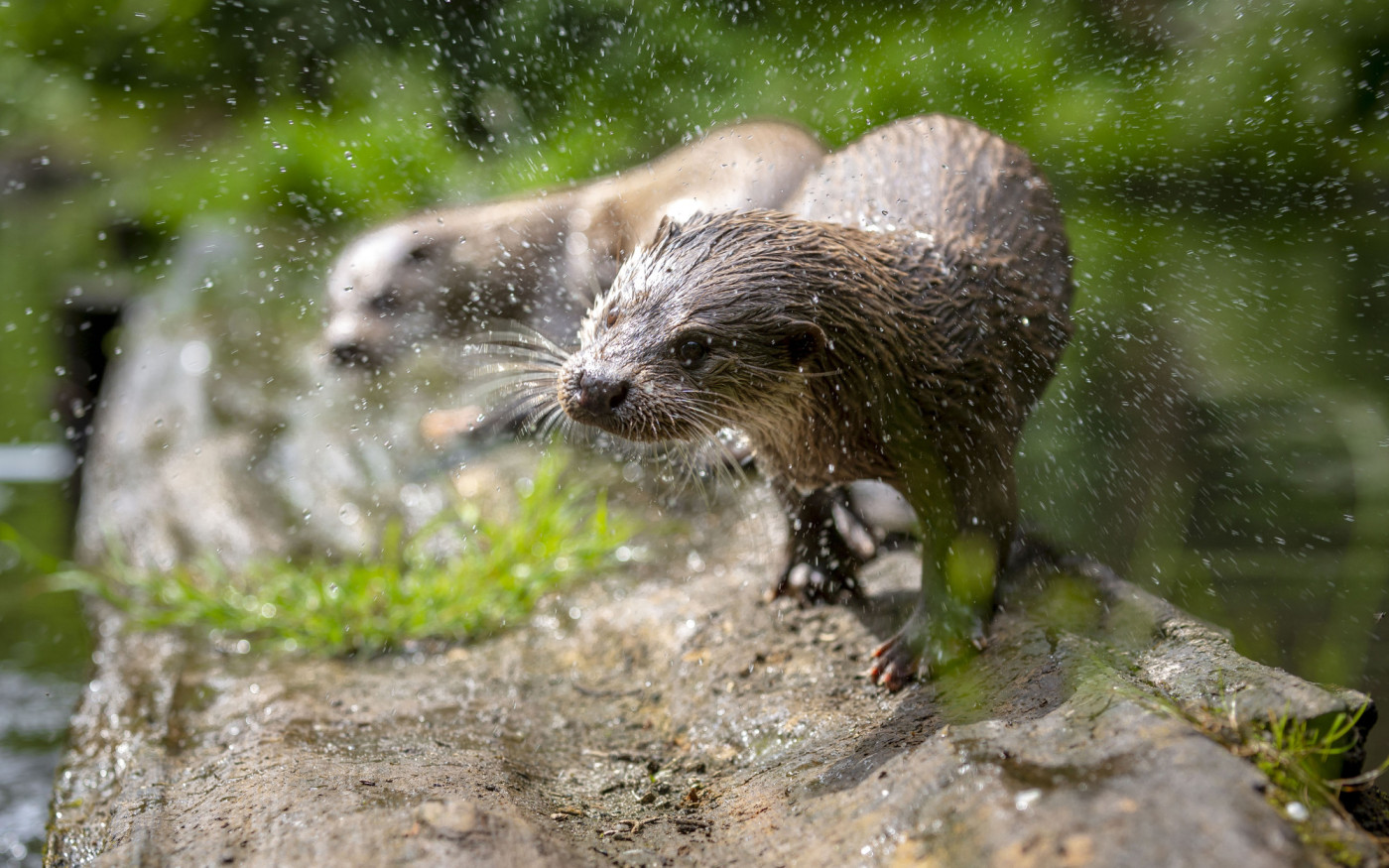 Erleben und Staunen im Otter-Zentrum in Hankensbüttel: Das Naturerlebniszentrum startet am 1. Februar aus der Winterpause in seine neue Saison