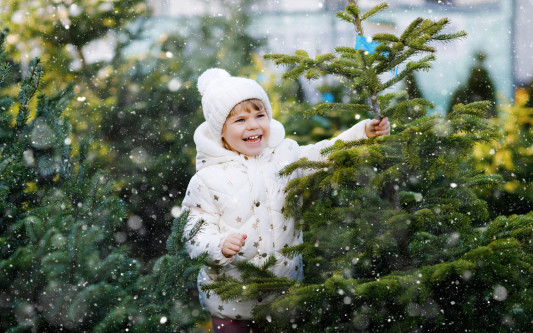 Erst mit dem richtigen Baum ist es ein Fest – KURT verrät, wo Ihr Eure perfekte Weihnachtstanne findet