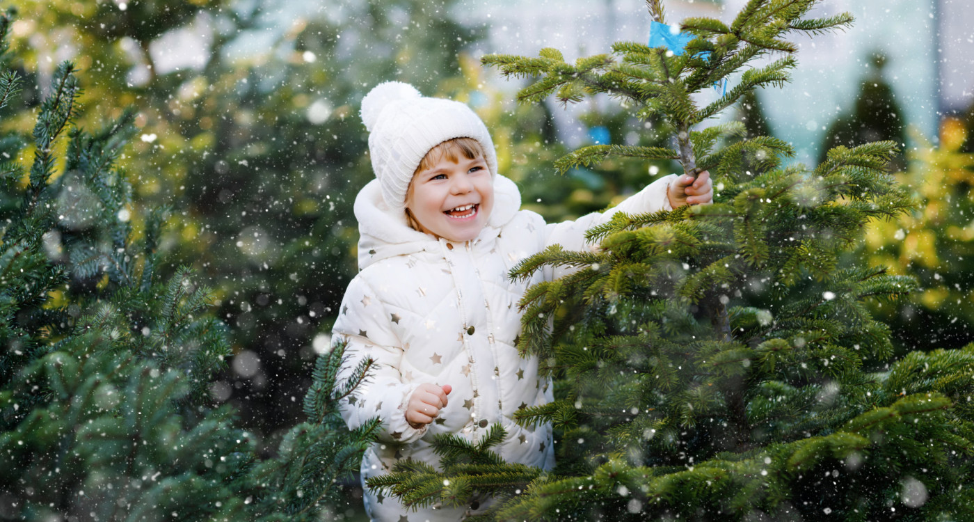 Erst mit dem richtigen Baum ist es ein Fest – KURT verrät, wo Ihr Eure perfekte Weihnachtstanne findet