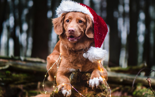Flauschige Weihnacht überall: Hunde-Weihnachtsmarkt am Tankumsee