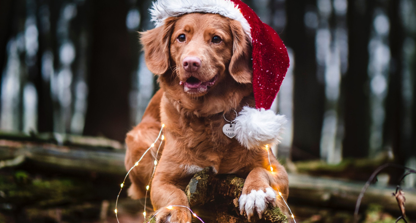 Flauschige Weihnacht überall: Hunde-Weihnachtsmarkt am Tankumsee