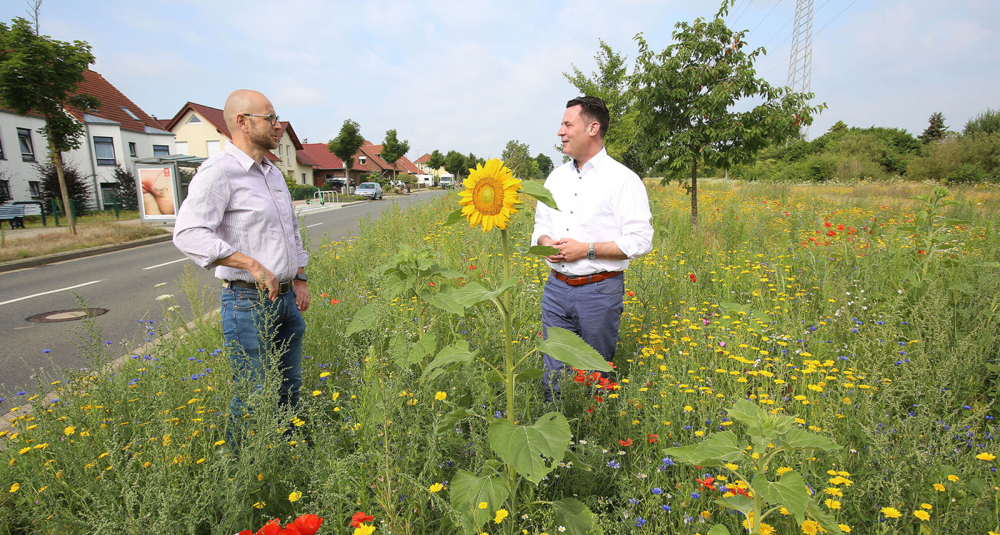 Gifhorn blüht – Pflanzaktion der Stadt kann sich sehen lassen