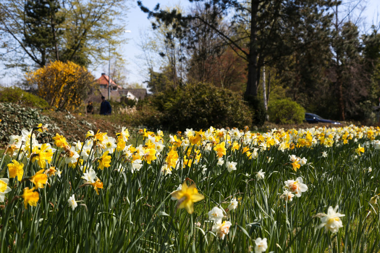 Gifhorn weckt die Frühlingsgefühle - Zeigt uns Eure schönsten Blumenbilder!