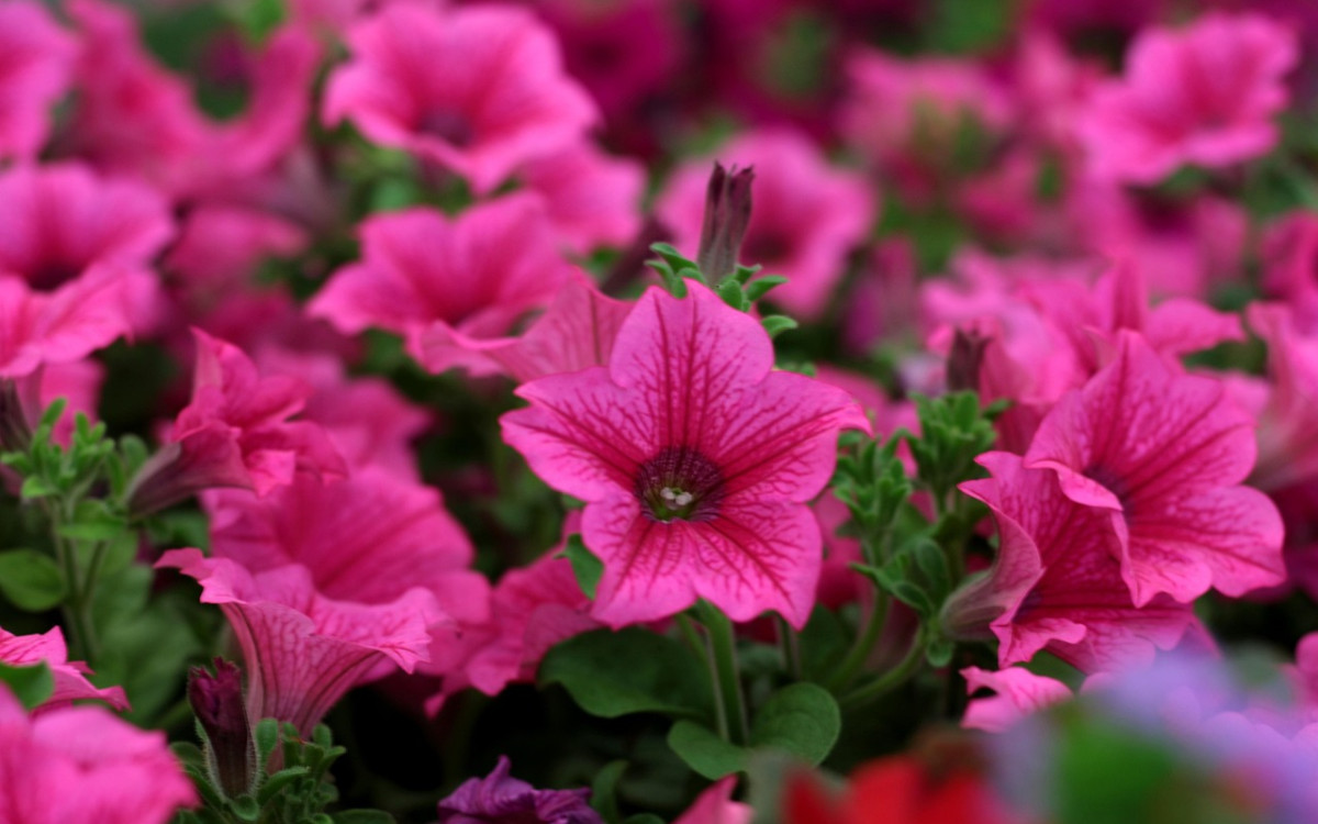 Gifhorner Balkon-Wettbewerb: Noch bis Sonntag anmelden und die Chance auf Gutscheine im Wert von 650 Euro sichern