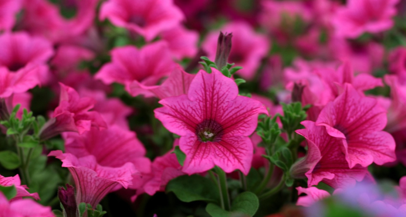 Gifhorner Balkon-Wettbewerb: Noch bis Sonntag anmelden und die Chance auf Gutscheine im Wert von 650 Euro sichern