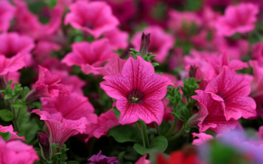 Gifhorner Balkon-Wettbewerb: Noch bis Sonntag anmelden und die Chance auf Gutscheine im Wert von 650 Euro sichern