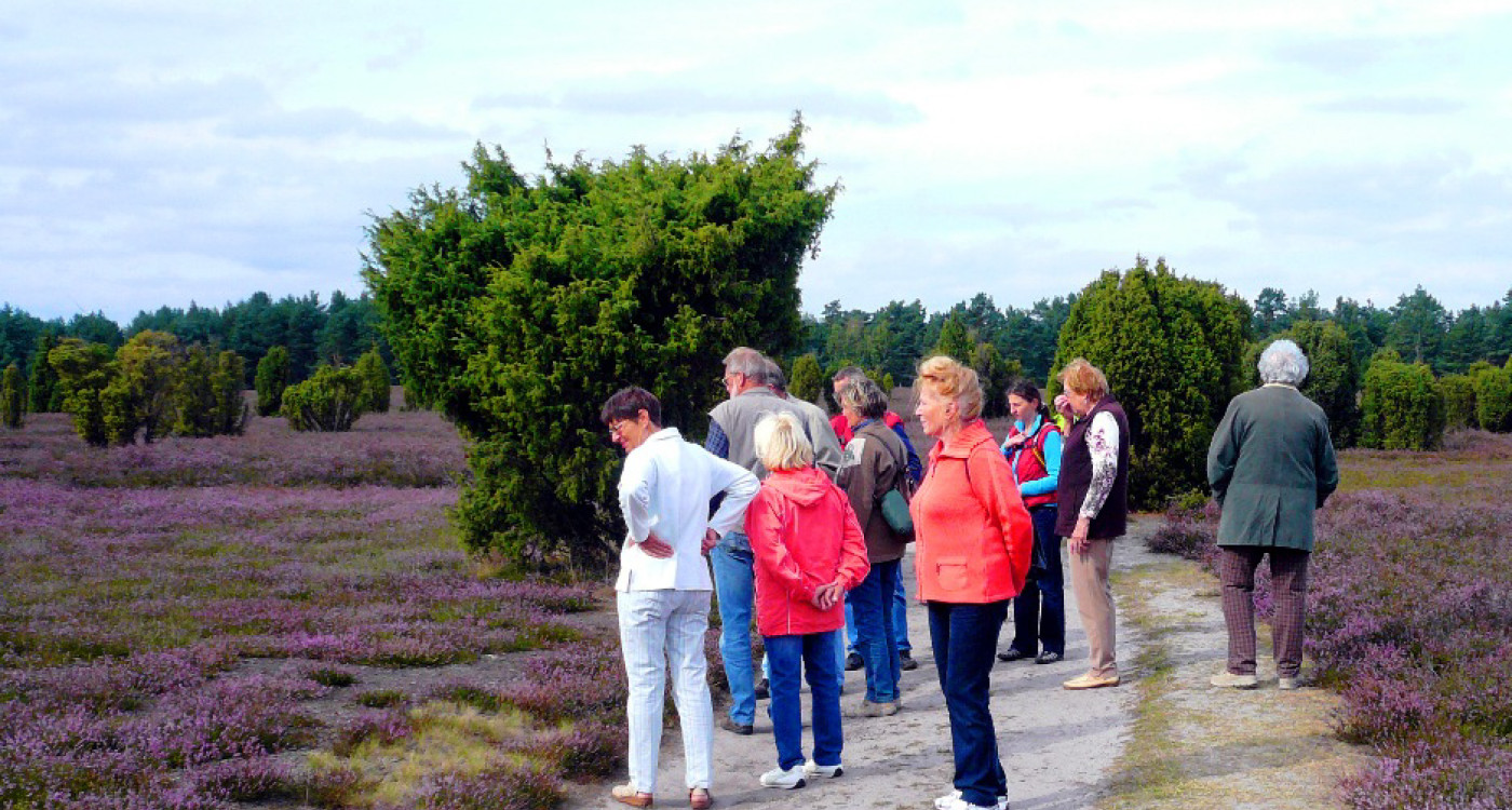 Gifhorns Heide blüht - Meldet Euch jetzt für die geführten Touren an