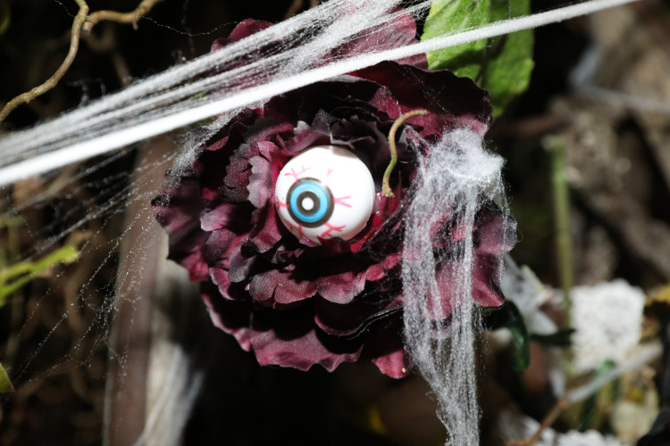 Gruseln bei den Heucherts: KURT zeigt Euch die schönsten Halloween-Fotos aus dem Großen Kamp in Gifhorn