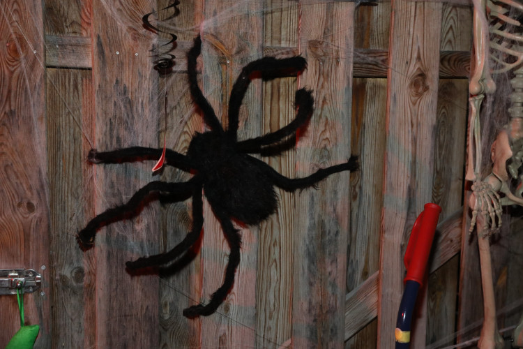 Gruseln bei den Heucherts: KURT zeigt Euch die schönsten Halloween-Fotos aus dem Großen Kamp in Gifhorn