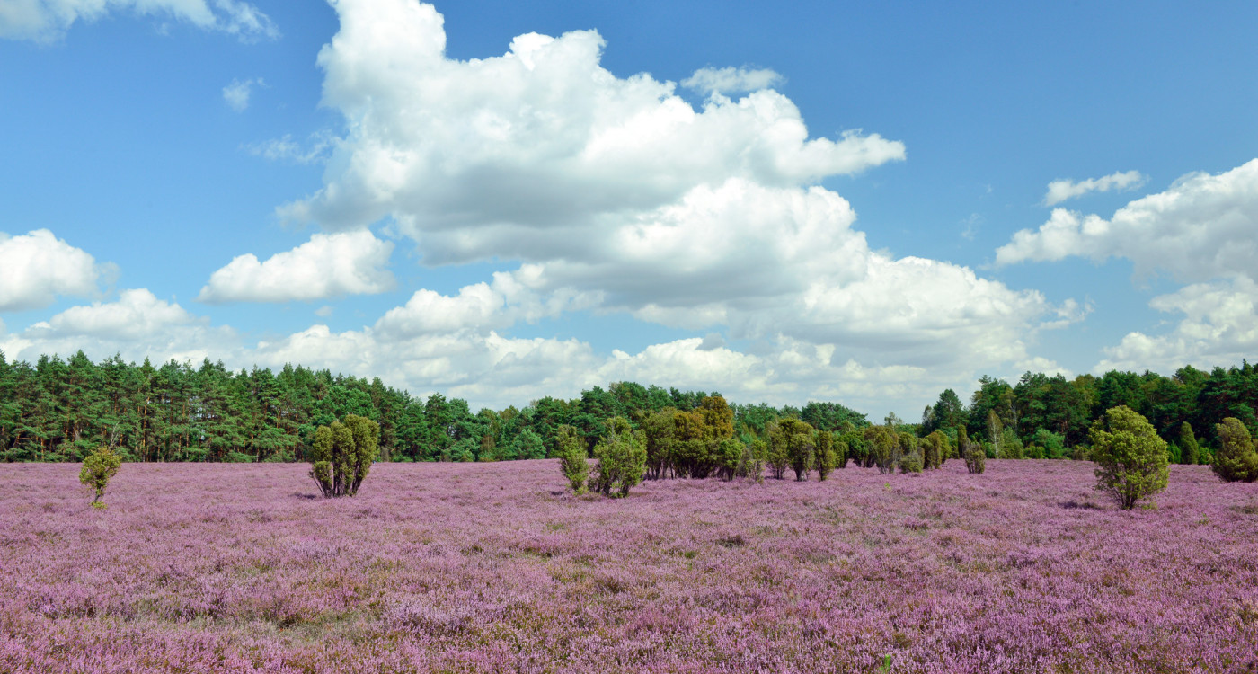 Heide-Hopping für Heimat-Urlauber: In unserem Gifhorn blüht im Spätsommer eine magische, violette Landschaft