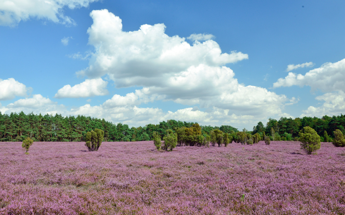 Heide-Hopping für Heimat-Urlauber: In unserem Gifhorn blüht im Spätsommer eine magische, violette Landschaft