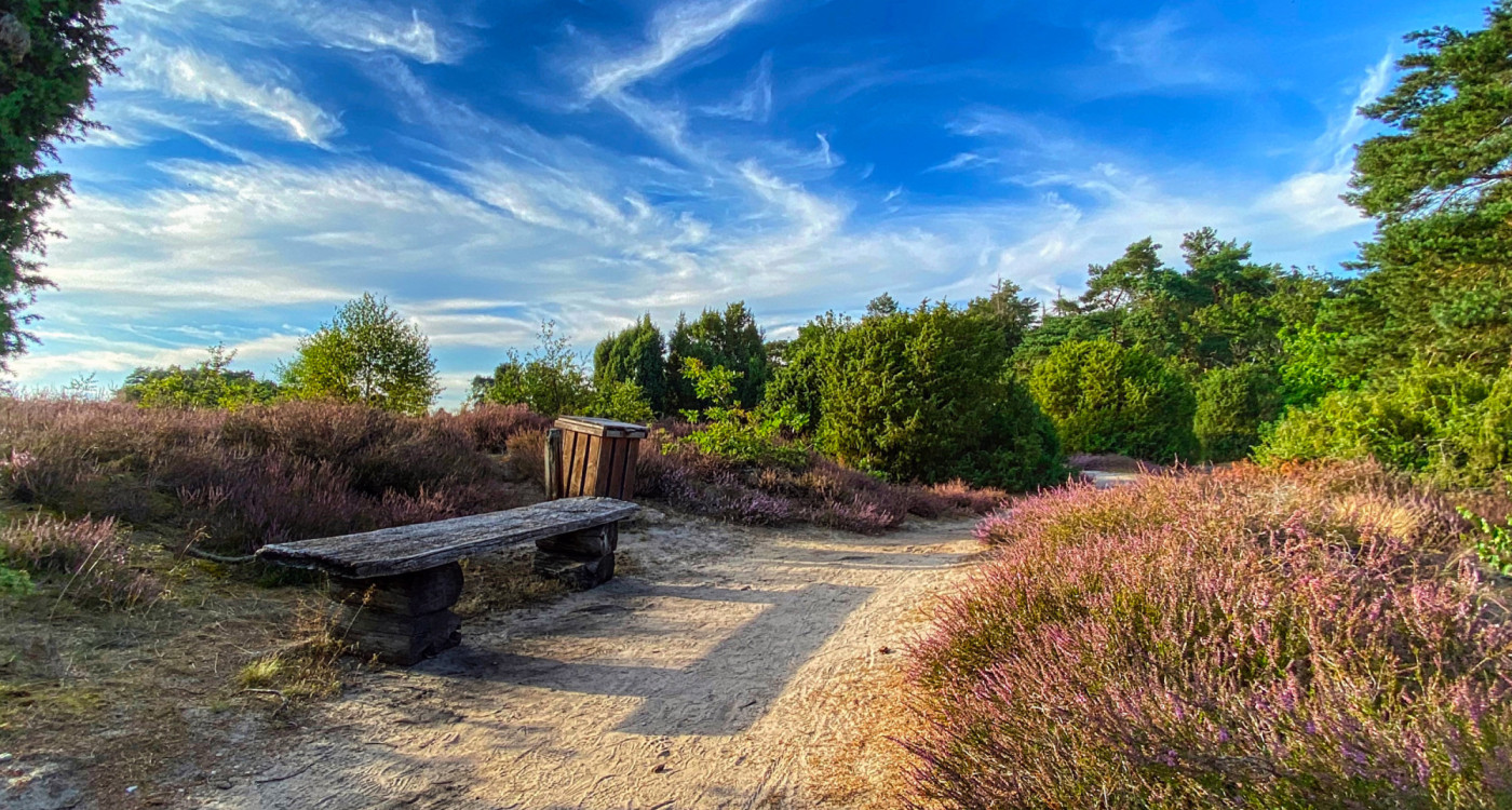 Heidewanderung und Schnucken gucken: Ein Ausflug in die lila Landschaften lohnt sich in Gifhorn wie in Wahrenholz