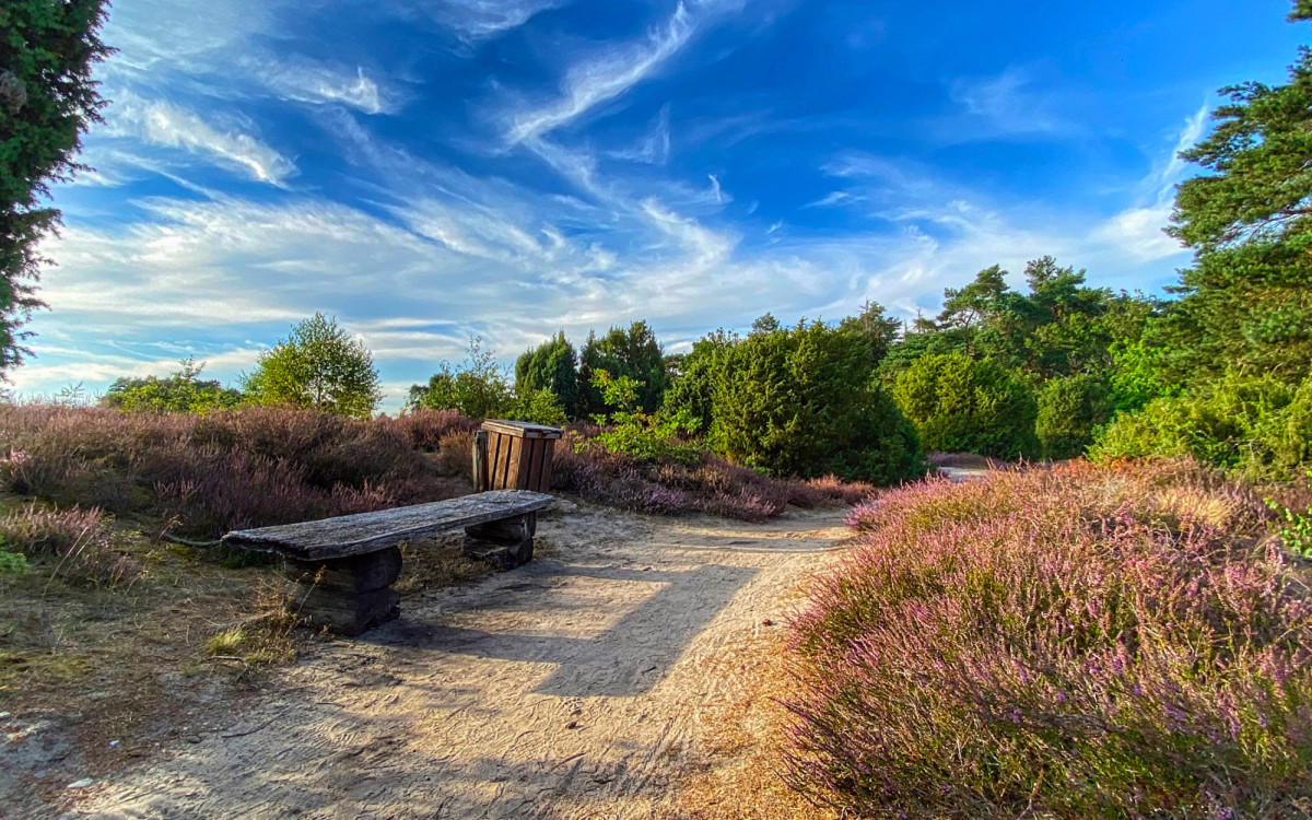 Heidewanderung und Schnucken gucken: Ein Ausflug in die lila Landschaften lohnt sich in Gifhorn wie in Wahrenholz