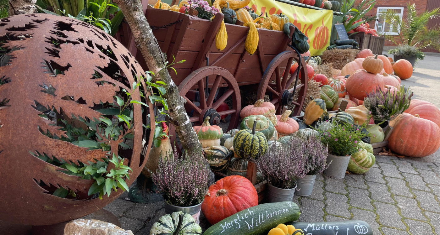 Herbst in orange: Kürbisse bei Müllers in Isenbüttel