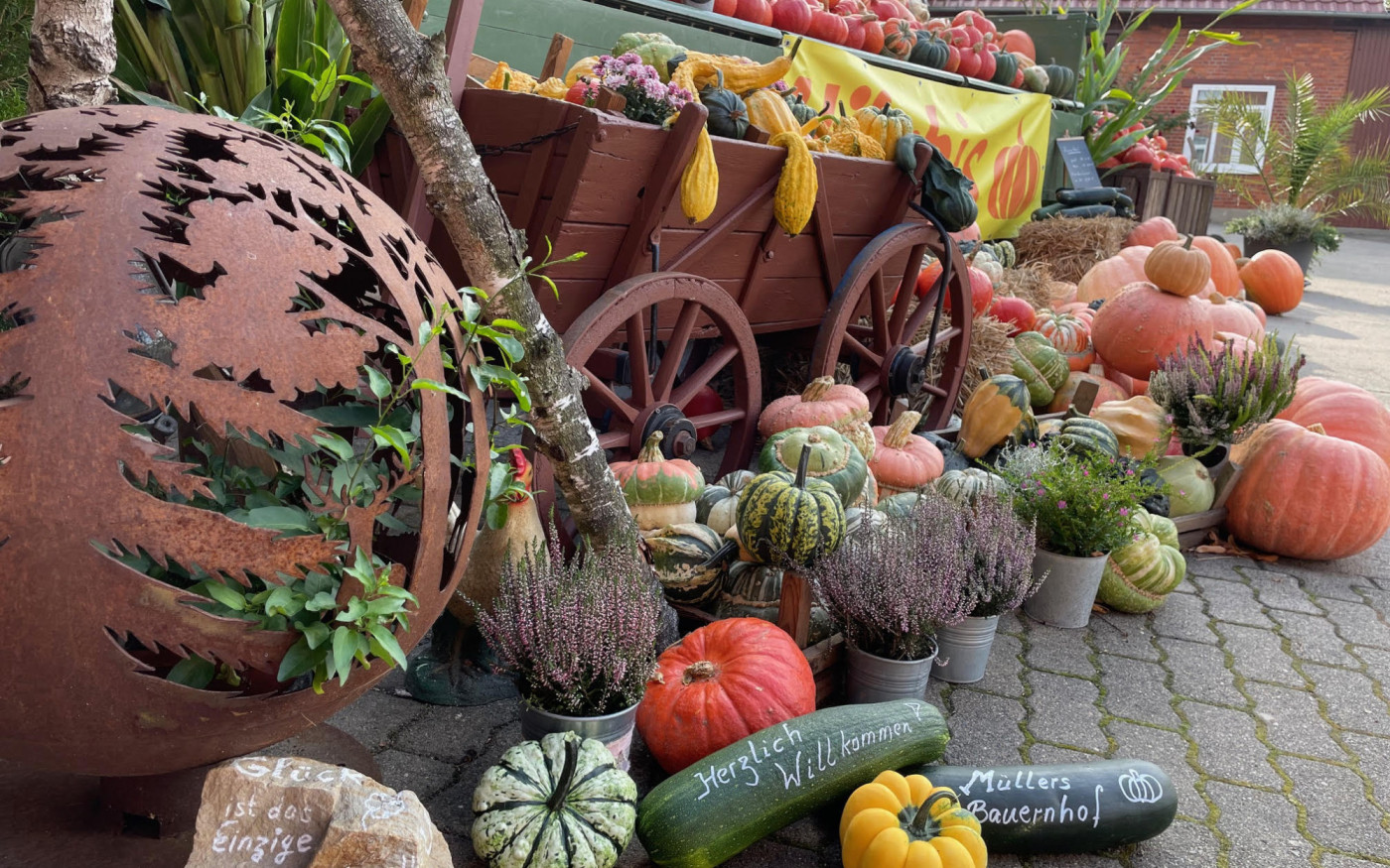 Herbst in orange: Kürbisse bei Müllers in Isenbüttel