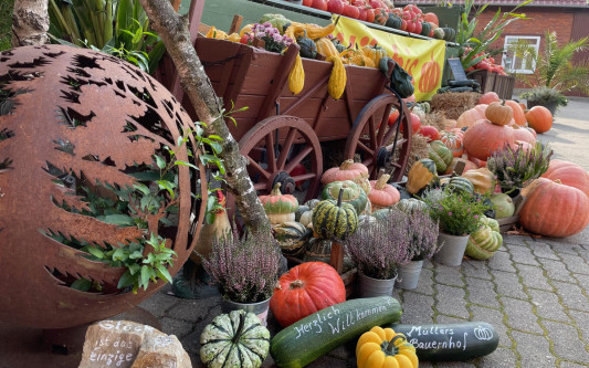Herbst in orange: Kürbisse bei Müllers in Isenbüttel