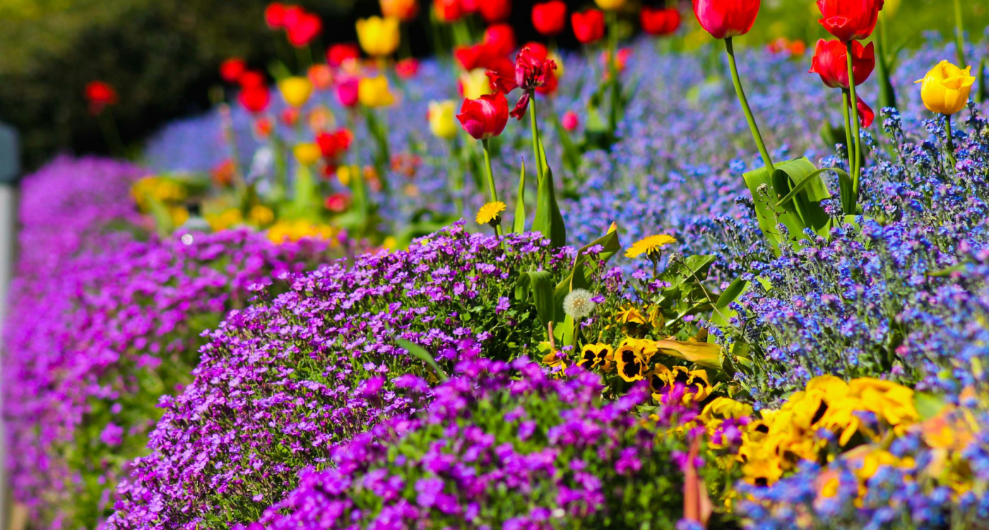 Herrliche Einblicke in viele kleine Paradiese: Bis September lassen sich in Gifhorn und Wolfsburg Offene Gärten bestaunen