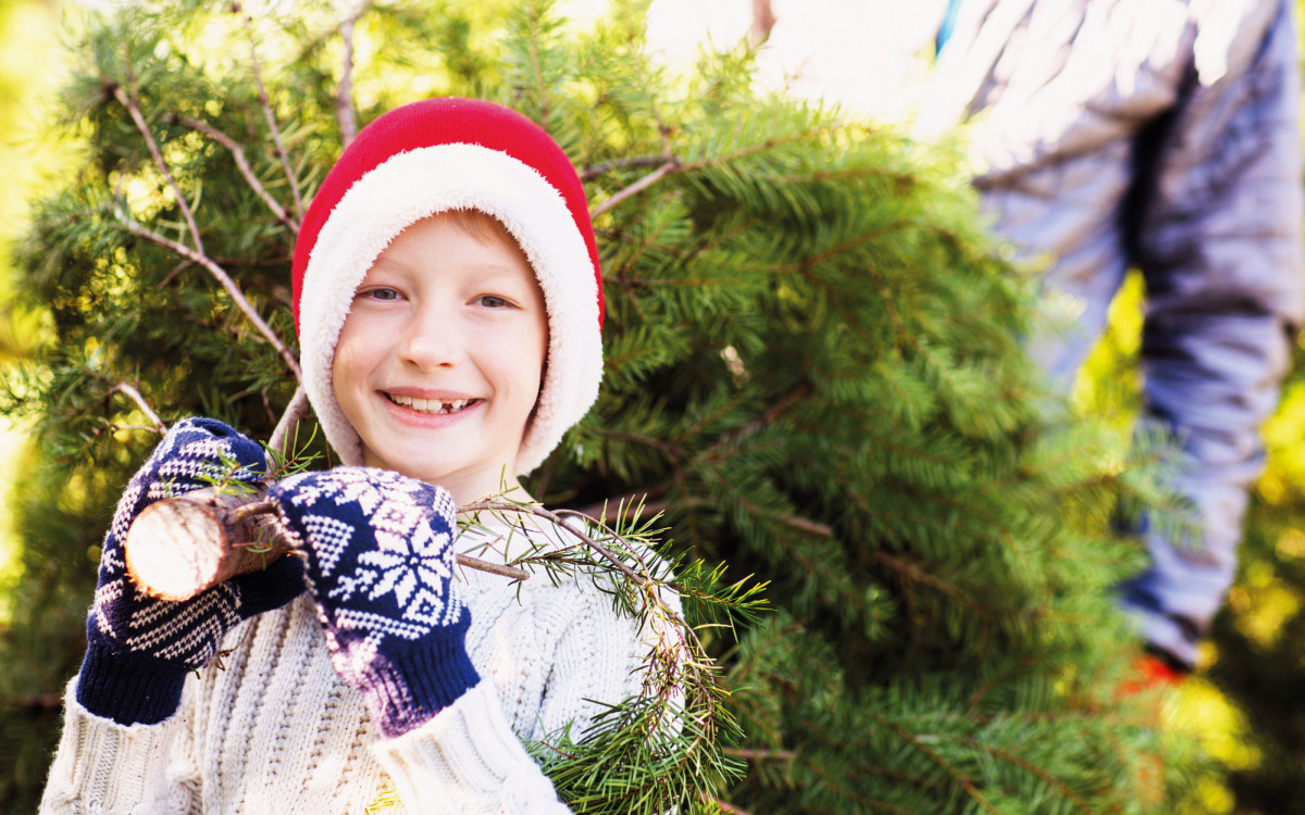 Hier findet Ihr die schönsten Tannen - KURT gibt Tipps, wo Ihr Eure Weihnachtsbäume herbekommt