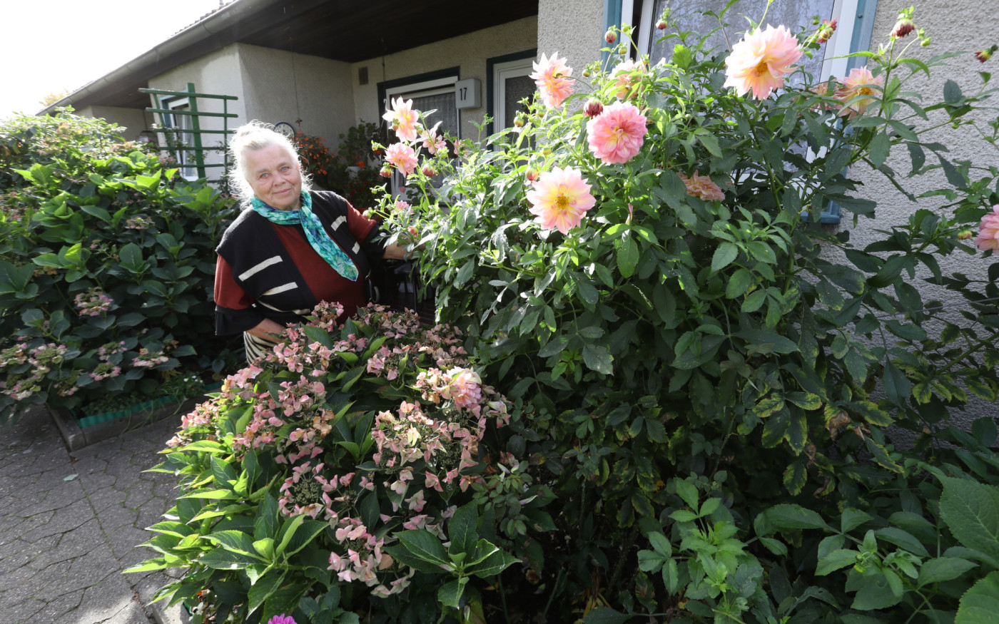 Hortensien, Dahlien und Rosen schmücken die Terrasse - Naturmensch Anna Rau ist Finalistin beim Gifhorner Balkon-Wettbewerb