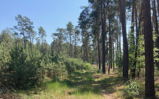 Ich gehe durch den Blauen Sternenwald – und denke an Amar: Christian Foerster aus Gifhorn schuf einen Ort, wo Eltern um ihre Kinder trauern können