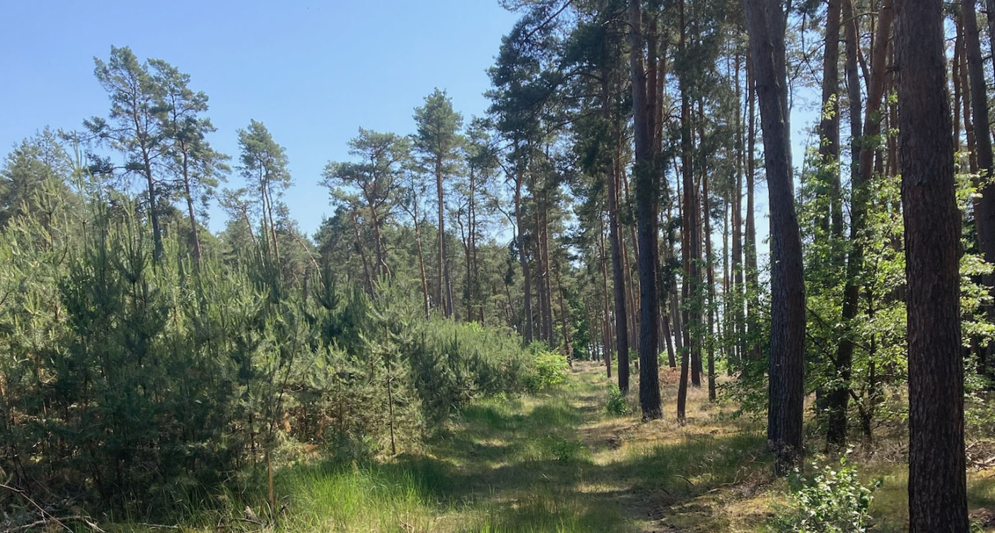 Ich gehe durch den Blauen Sternenwald – und denke an Amar: Christian Foerster aus Gifhorn schuf einen Ort, wo Eltern um ihre Kinder trauern können