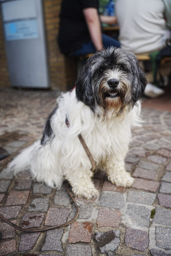 KURT zeigt Euch die schönsten Fotos von Gifhorns Weinfest-Eröffnung – Noch bis Samstag geht der Spaß in der Innenstadt weiter