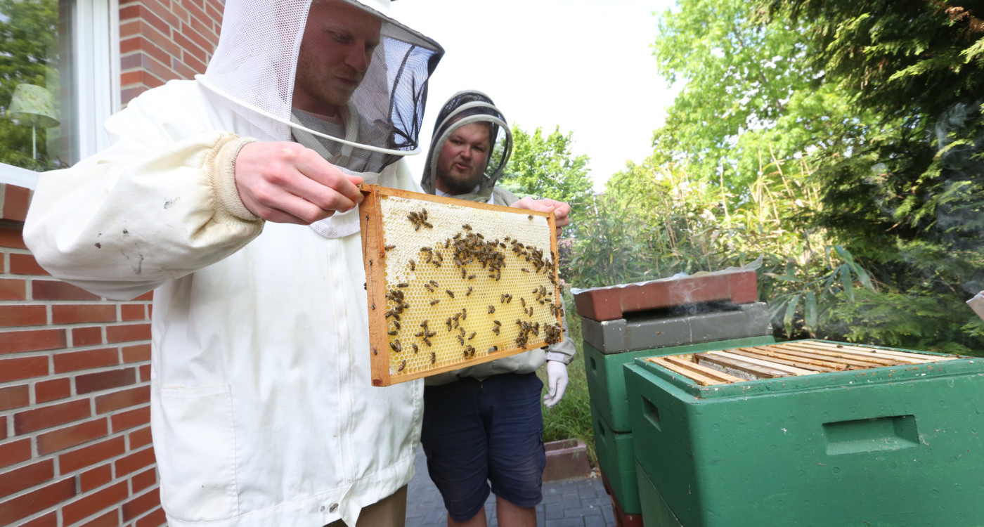 Mag jede Biene auch jede Blume? Imker Martin Stöhr aus Ettenbüttel beantwortet KURT alle Fragen zu den Weltretter-Insekten