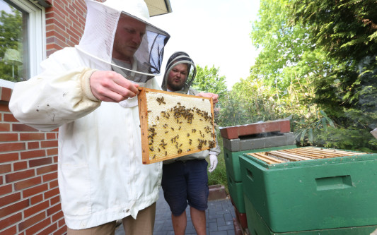 Mag jede Biene auch jede Blume? Imker Martin Stöhr aus Ettenbüttel beantwortet KURT alle Fragen zu den Weltretter-Insekten