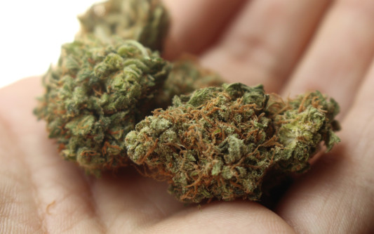Marihuana-Handel in Kleingartenlaube - Gifhorns Polizei fasst 33-jährigen Dealer