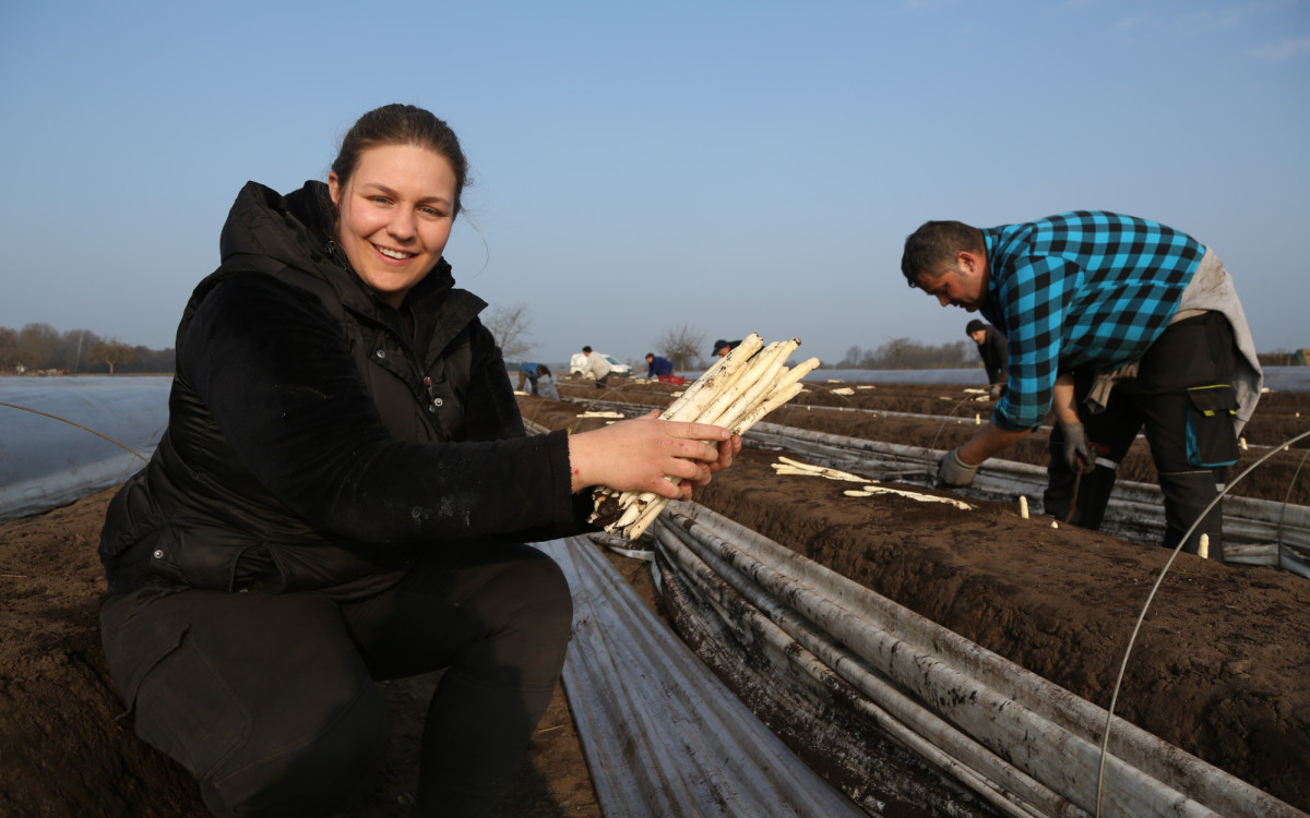 Mit dem Spargel von Kuhls geht der Frühling erst los: Das köstliche Gemüse gibt‘s im Neubokeler Hofladen und vier weiteren Stellen