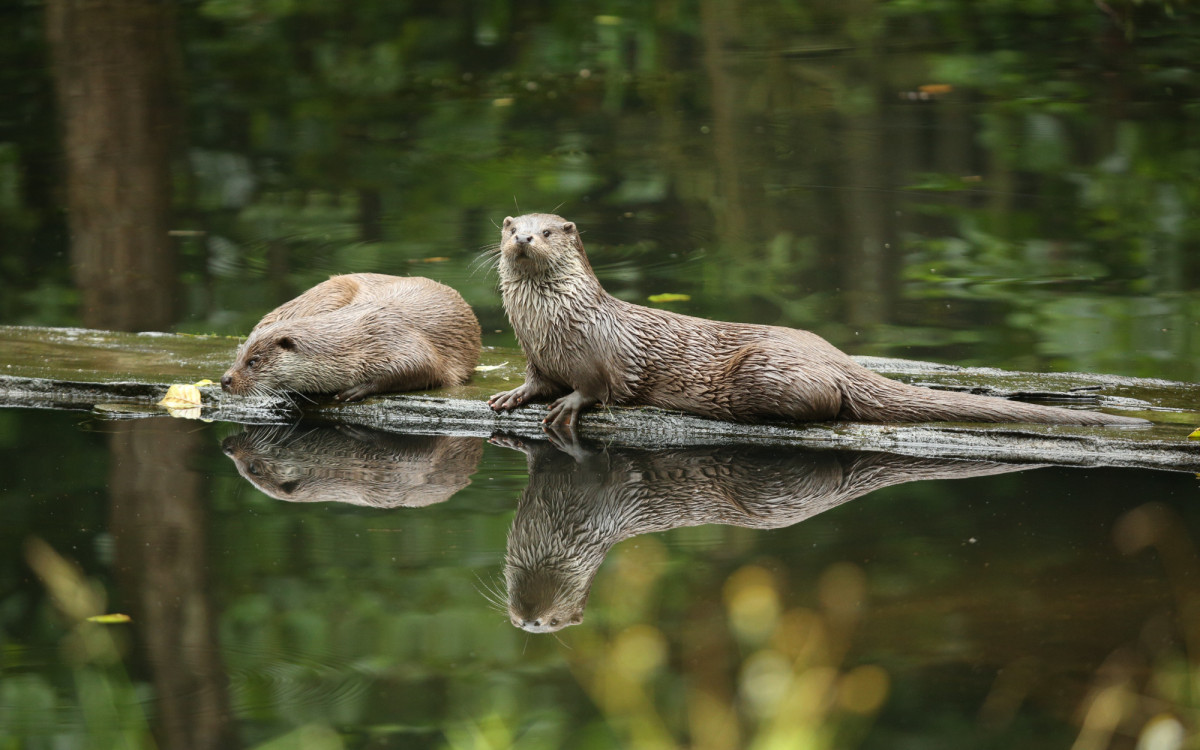 Otter-Zentrum Hankensbüttel geschlossen - Frühlingsmarkt wurde abgesagt
