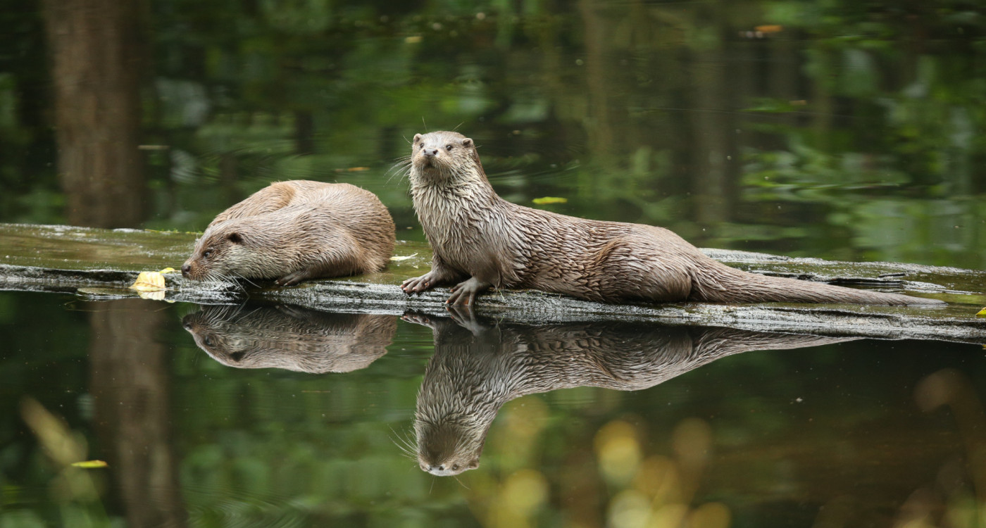 Otter-Zentrum Hankensbüttel geschlossen - Frühlingsmarkt wurde abgesagt