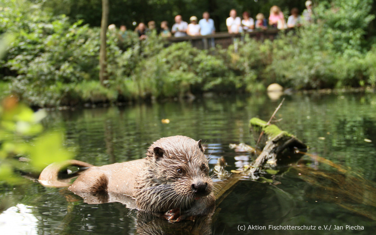 Otter-Zentrum Hankensbüttel wird erneut ausgezeichnet - Urkunde für den Erhalt der biologischen Vielfalt