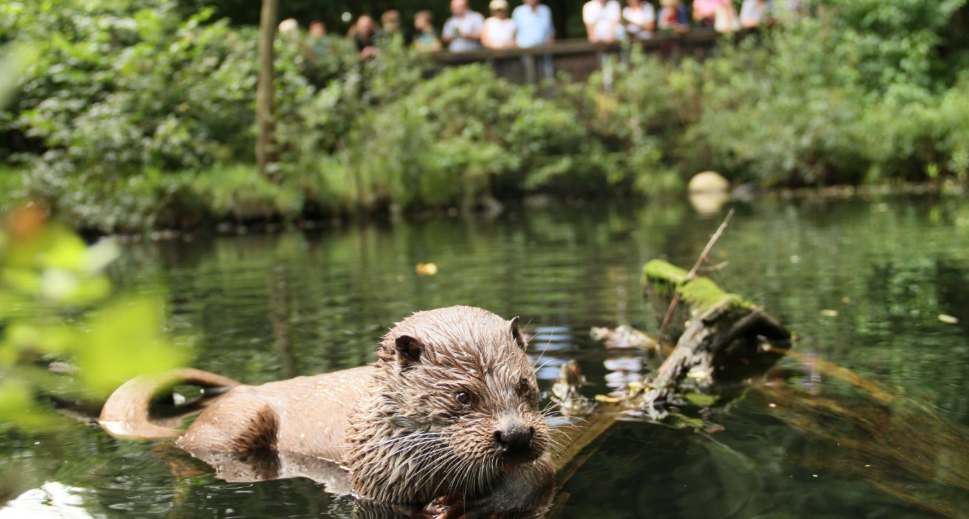 Otter-Zentrum Hankensbüttel wird erneut ausgezeichnet - Urkunde für den Erhalt der biologischen Vielfalt