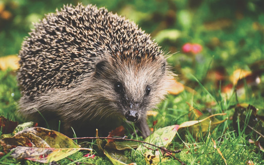 Polizei warnt - Katzen und Igel offenbar in Groß Schwülper vergiftet